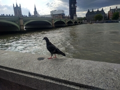 Columba livia domestica