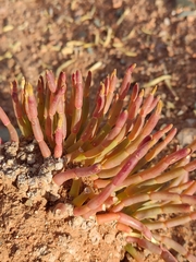 Anabasis cretacea