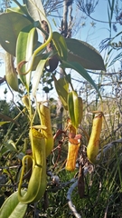 Nepenthes gracilis