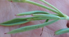 Pelargonium laevigatum laevigatum