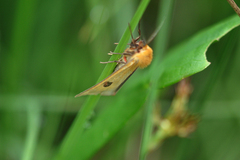 Diacrisia sannio