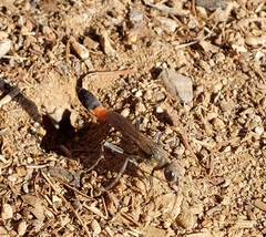 Ammophila sabulosa