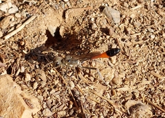 Ammophila sabulosa