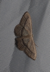 Idaea mediaria