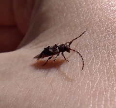 Pogonocherus hispidus