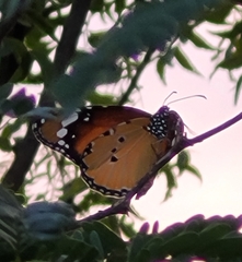 Danaus chrysippus