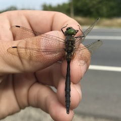 Somatochlora flavomaculata