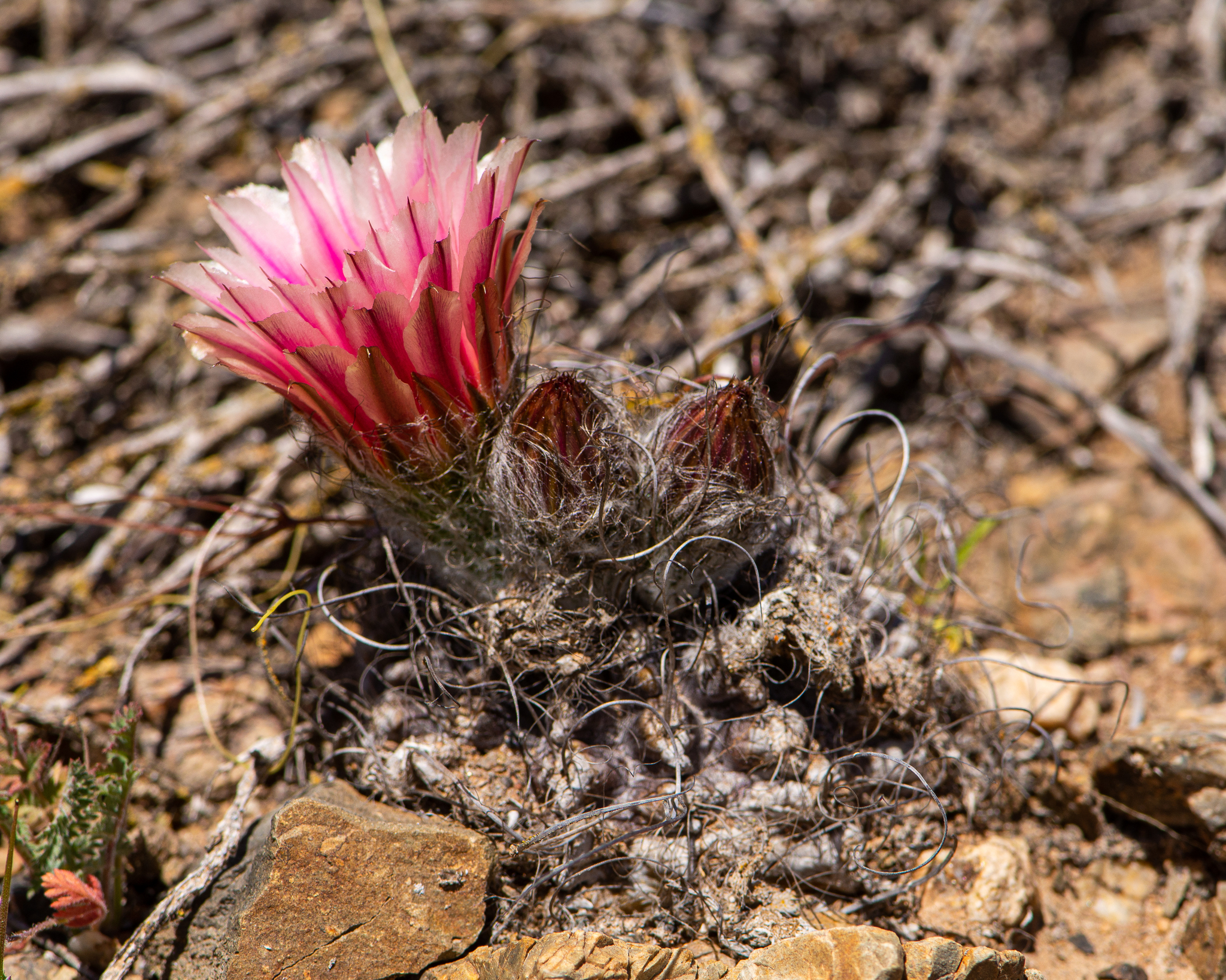Eriosyce crispa ssp. totoralensis