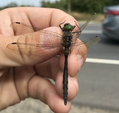 Somatochlora flavomaculata