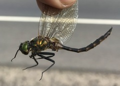 Somatochlora flavomaculata