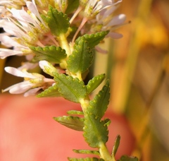 Agathosma tabularis