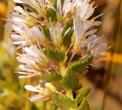 Agathosma tabularis