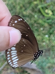 Euploea core
