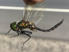 Somatochlora flavomaculata