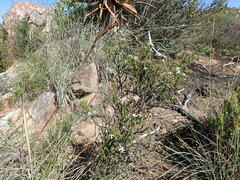 Wahlenbergia neorigida