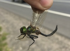 Somatochlora flavomaculata