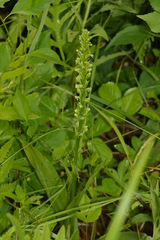 Platanthera flava herbiola