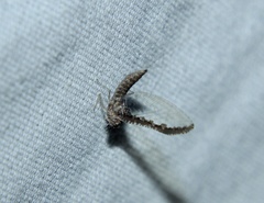 Callibaetis pictus