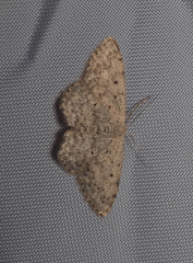 Scopula marginepunctata