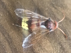 Vespa orientalis