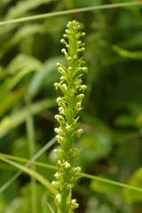 Platanthera flava herbiola