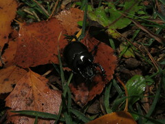 Typhaeus typhoeus