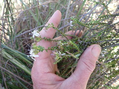 Wahlenbergia neorigida