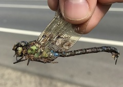 Aeshna viridis