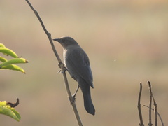 Euphagus