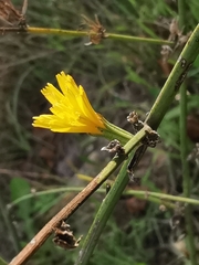 Chondrilla juncea