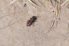 Sphecodes albilabris