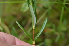 Kalmia polifolia