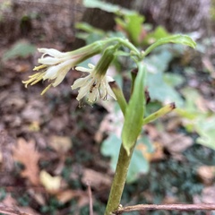 Nabalus serpentarius