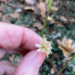 Nabalus serpentarius