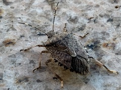 Halyomorpha halys
