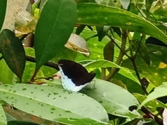 Tanaecia iapis