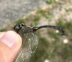 Somatochlora flavomaculata