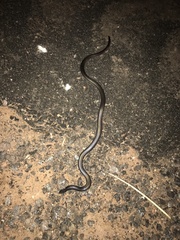 Atractaspis bibronii