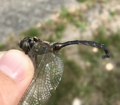 Somatochlora flavomaculata