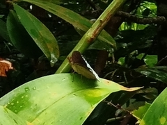 Tanaecia iapis