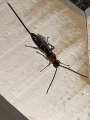 Braconinae