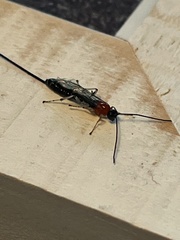 Braconinae