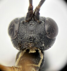 Isadelphus coriarius