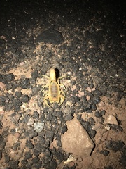 Parabuthus mossambicensis