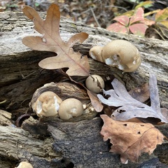 Apioperdon pyriforme