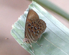 Taxila haquinus haquinus