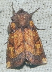 Papaipema impecuniosa
