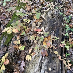 Apioperdon pyriforme