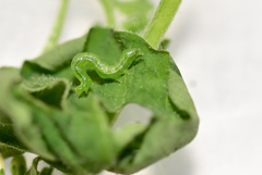 Chrysodeixis chalcites