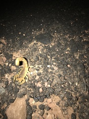 Parabuthus mossambicensis